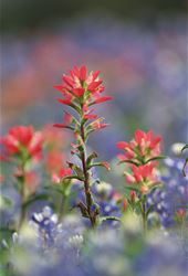 Ornamental Horticulture